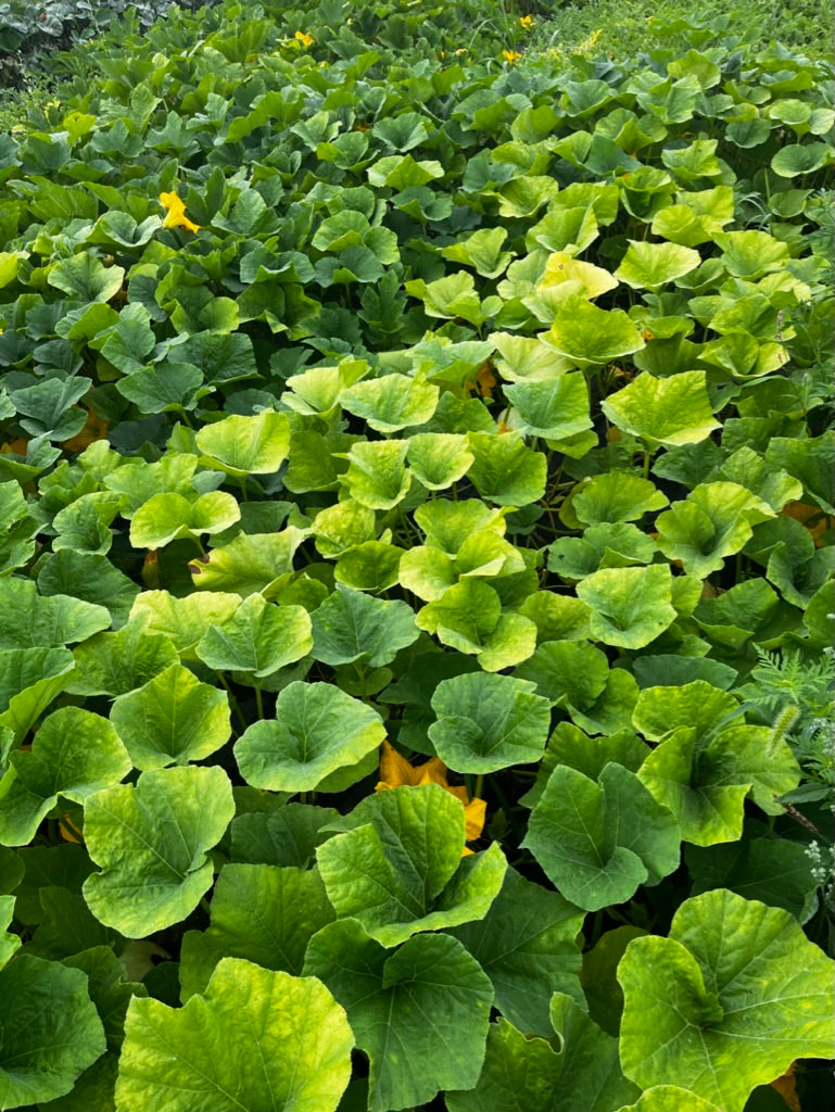 Courge butternut hâtive
