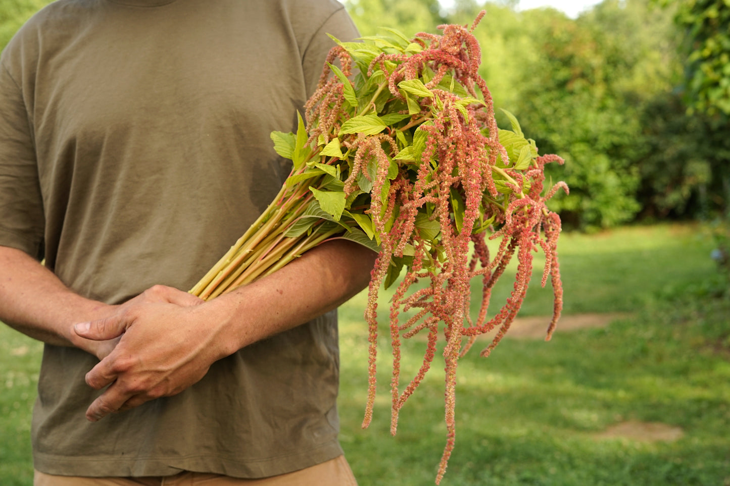 Flower, Coral Fountain Amaranth