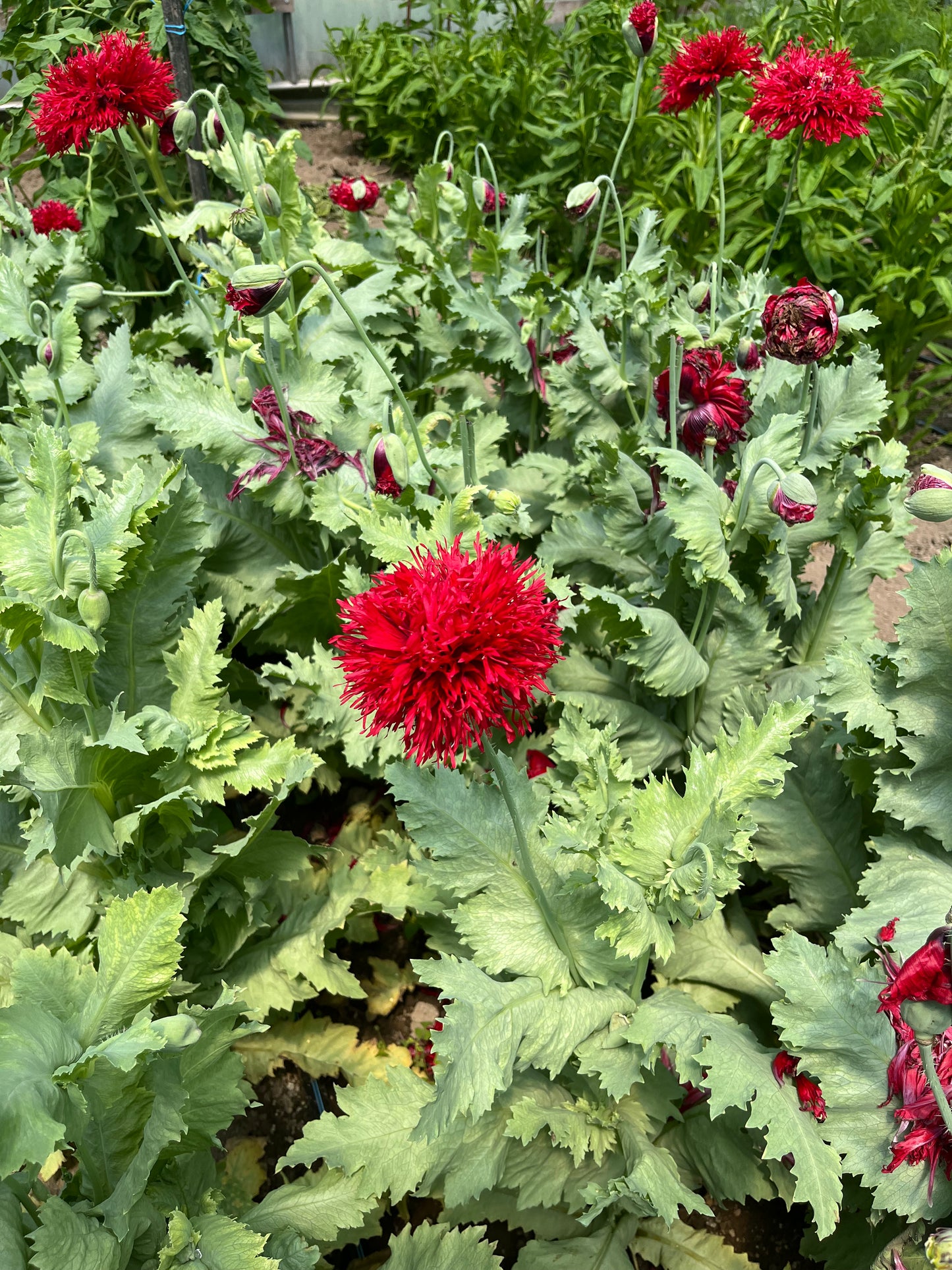 Flower, Crimson Pompom Poppy