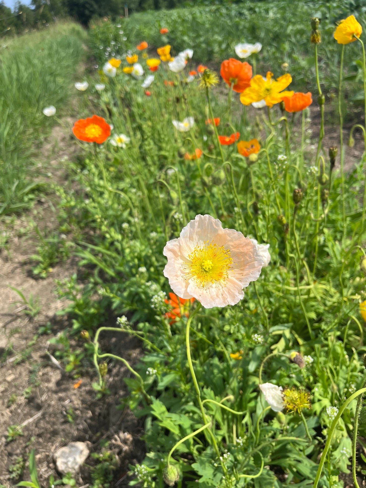 Flower, Giant Icelandic Mix Poppy