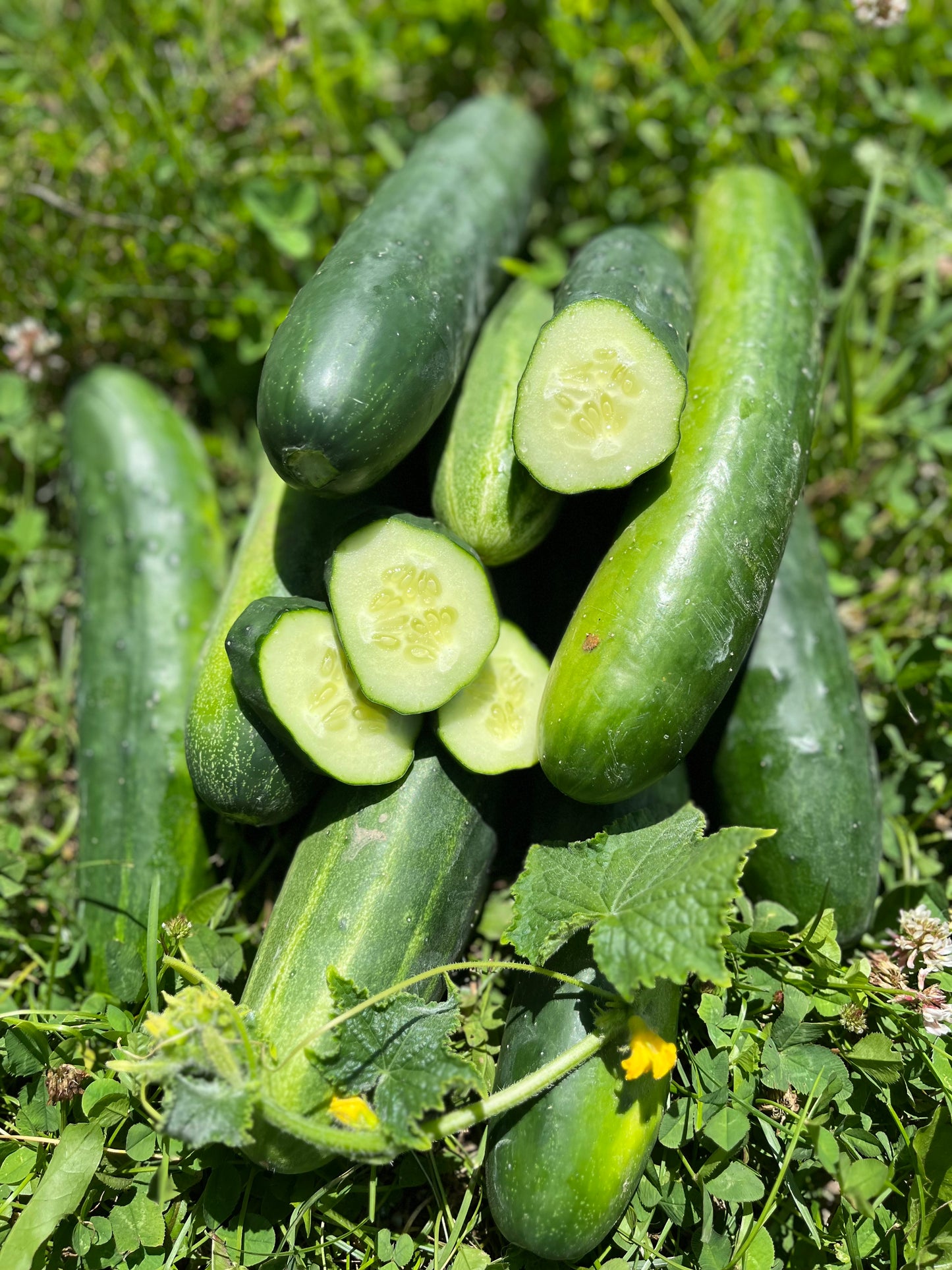 Cucumber, Field Cucumber