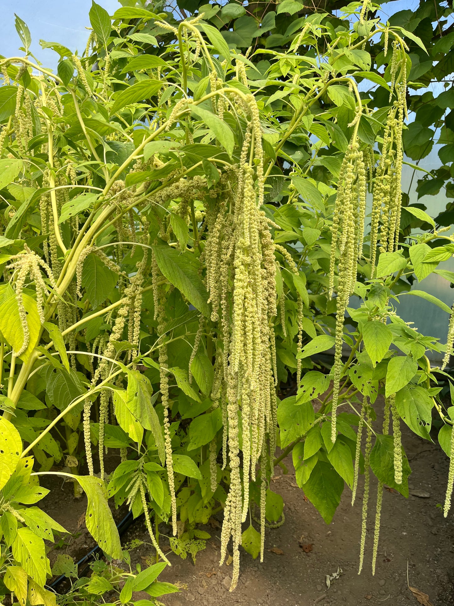 Flower, Emerald Tassels