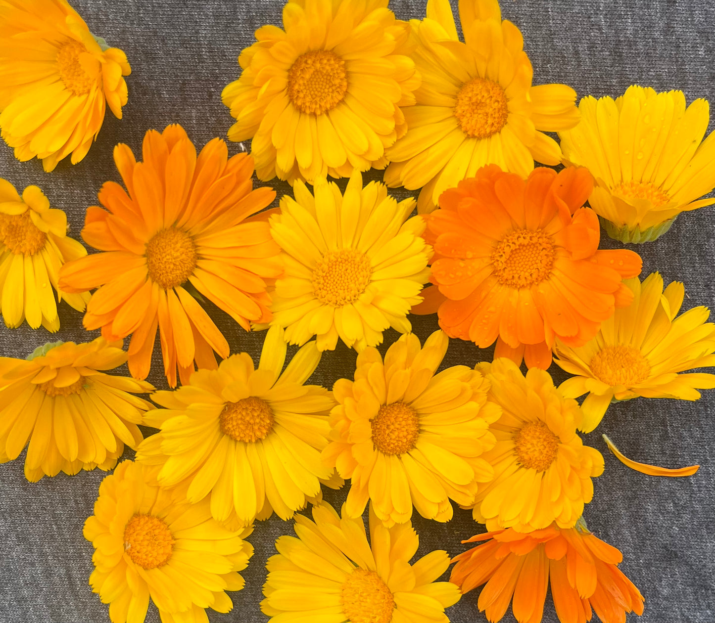 Flower, Resina Calendula