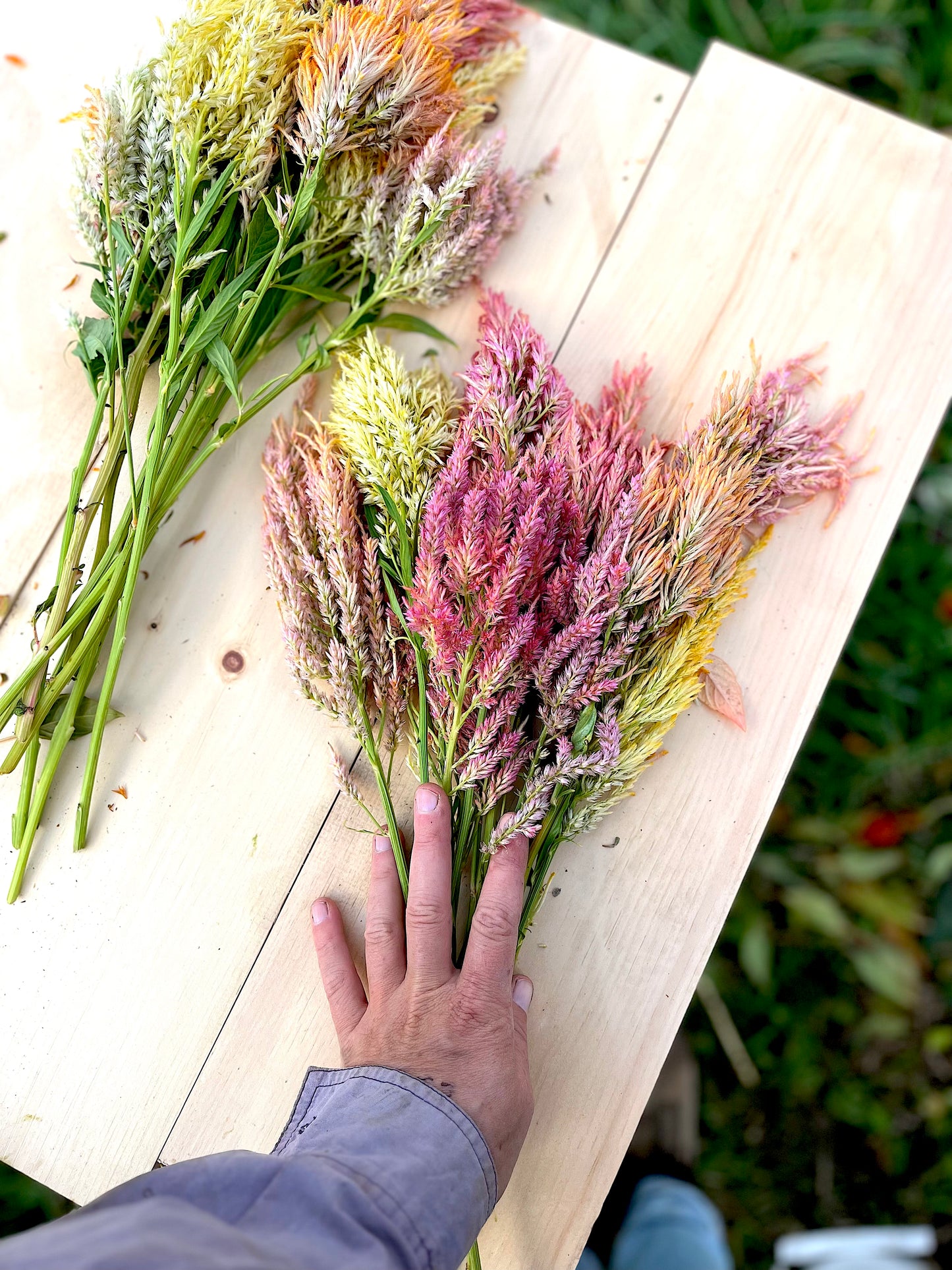 Flower, Shimmer Celosia