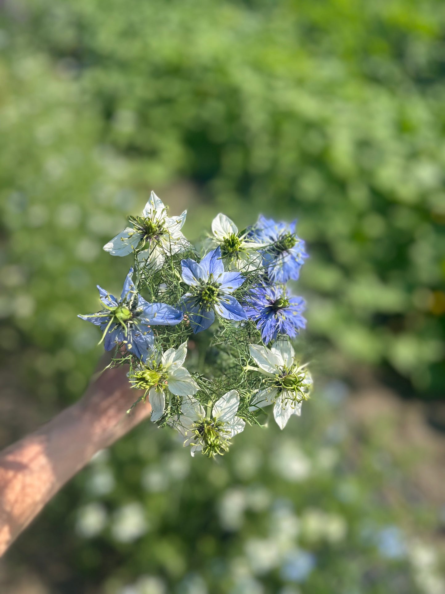 Flower, Love-in-a-mist Nigella