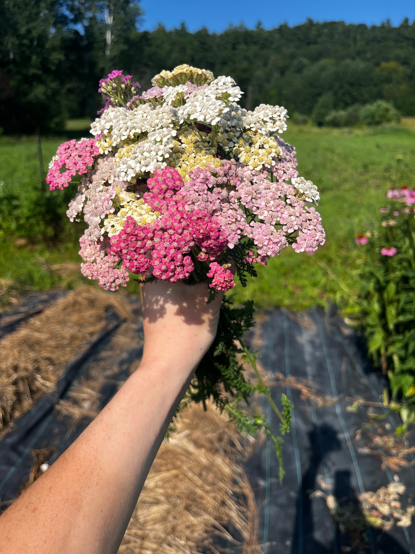 Flower, Summer Berries Yarrow