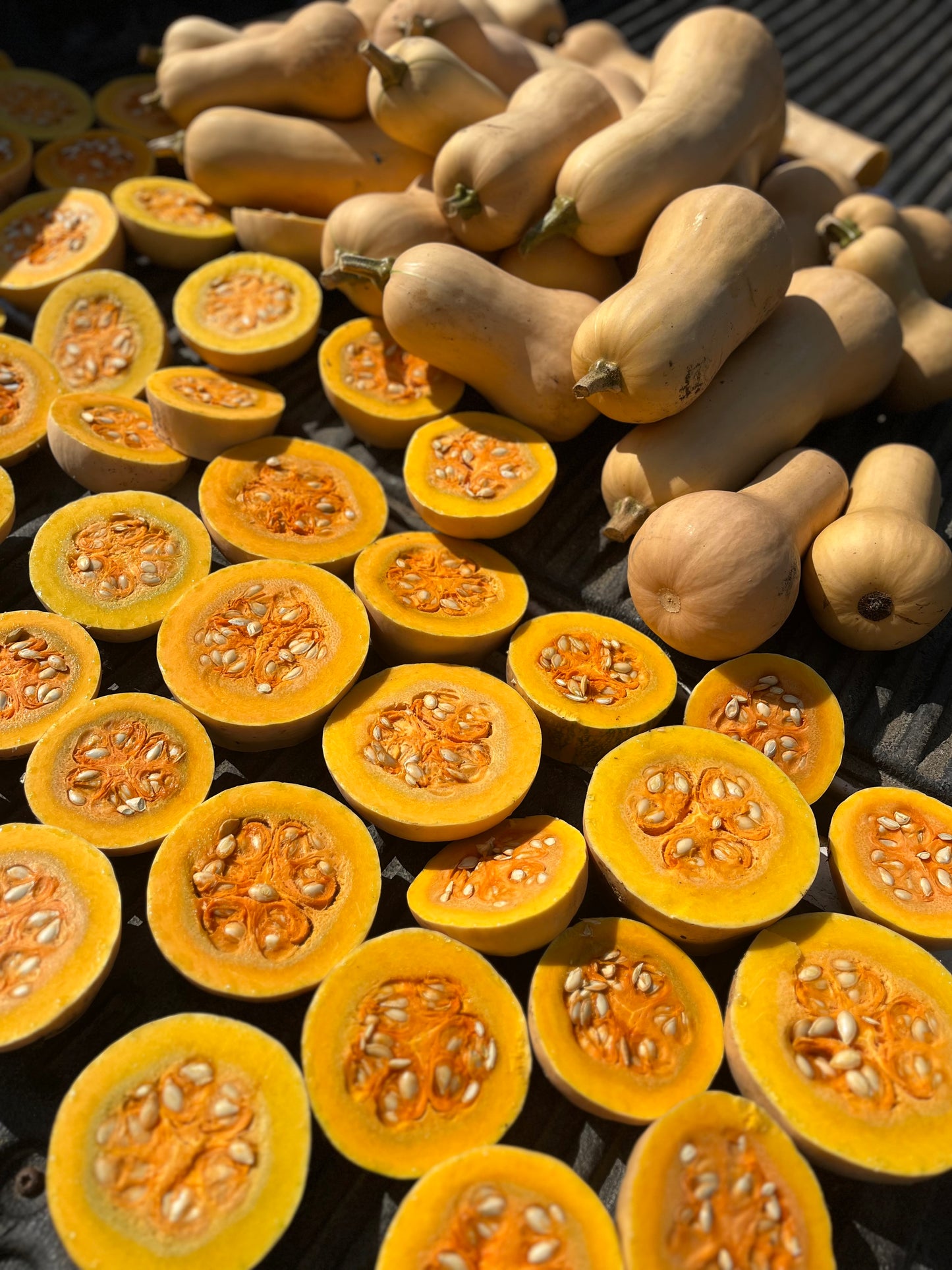Courge butternut hâtive