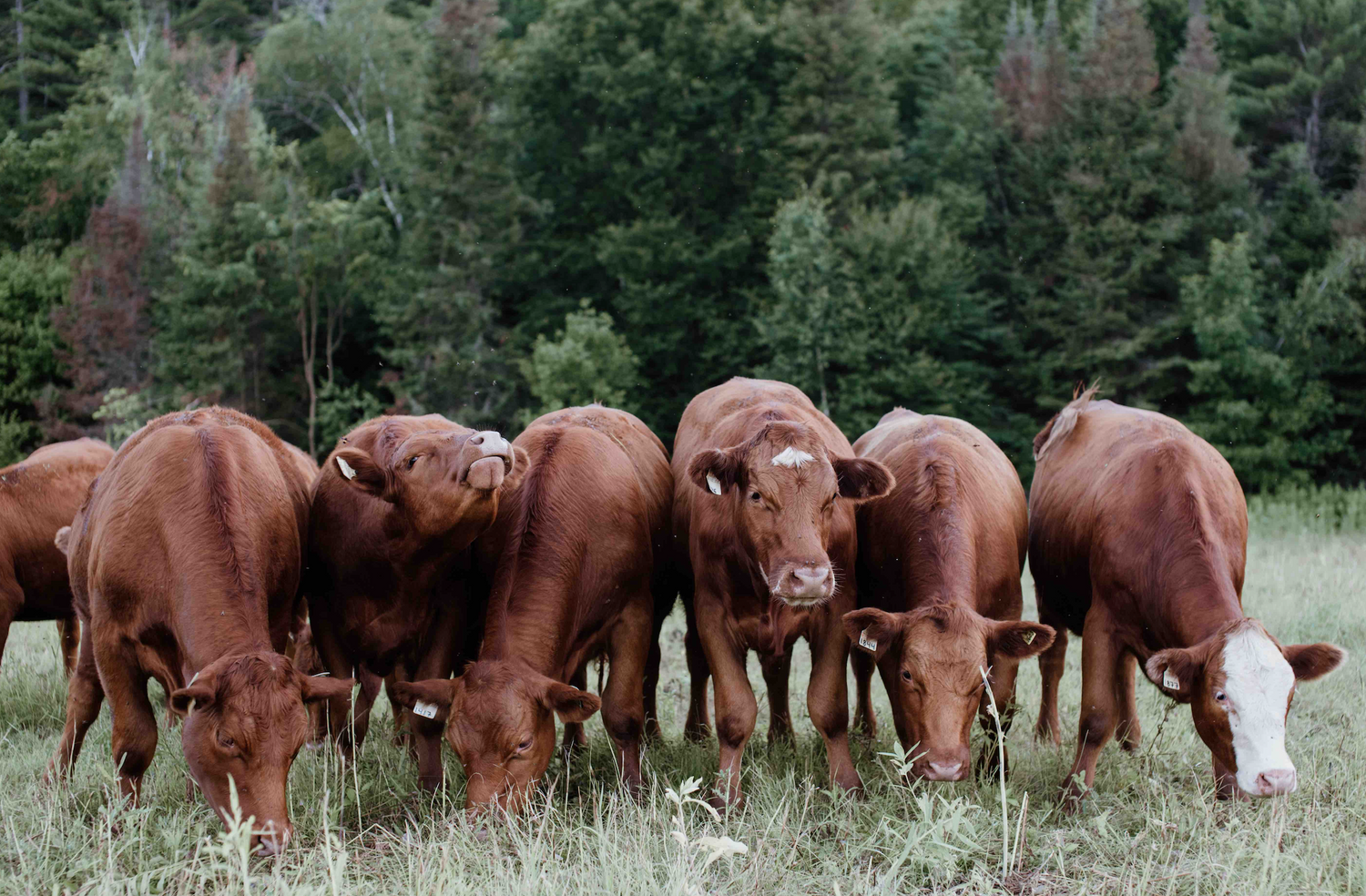 red angus beef grass finished pastured grass fed organic meat