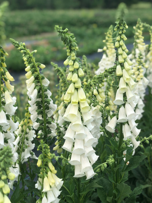 Flower, Alba Foxglove