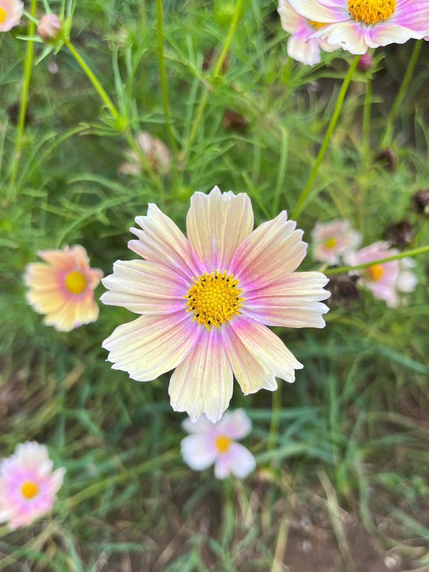Flower, Apricot Lemonade Cosmos