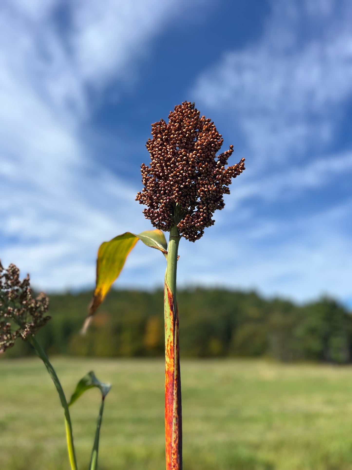 Ba-Ye-Ki sorghum