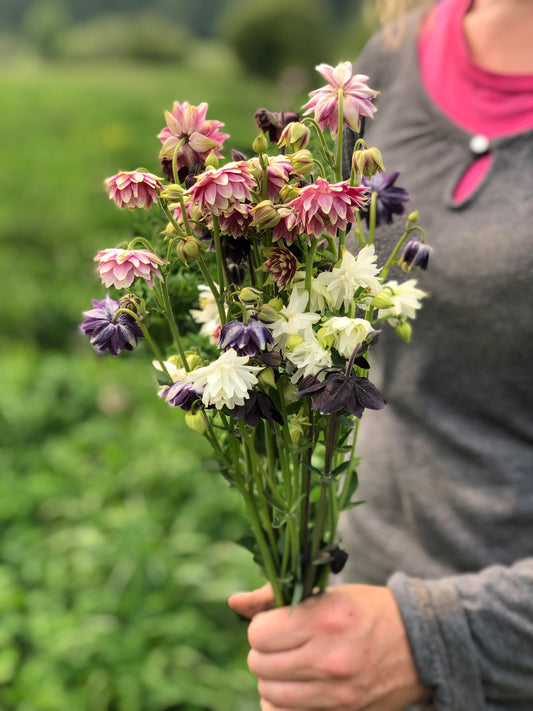 Flower, Barlow Columbine Mix