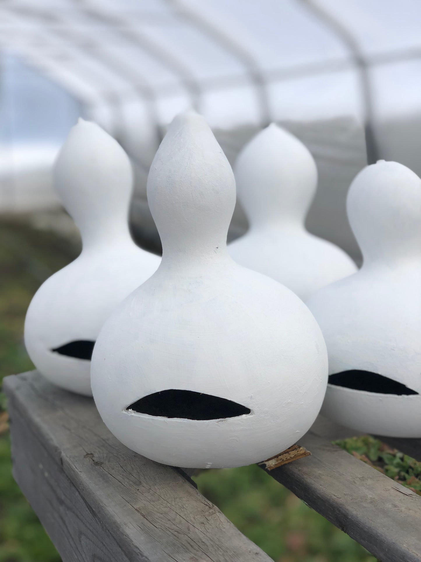Cucurbit, Birdhouse Gourd