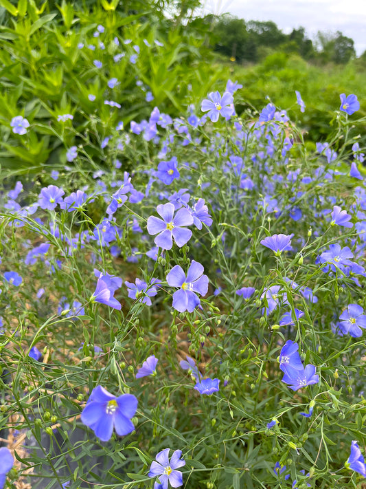 Flower, Blue Flax