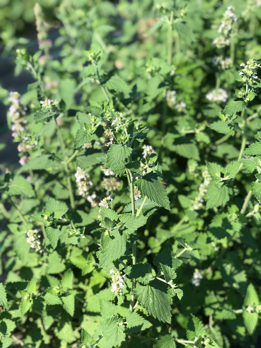 Herb, Catnip