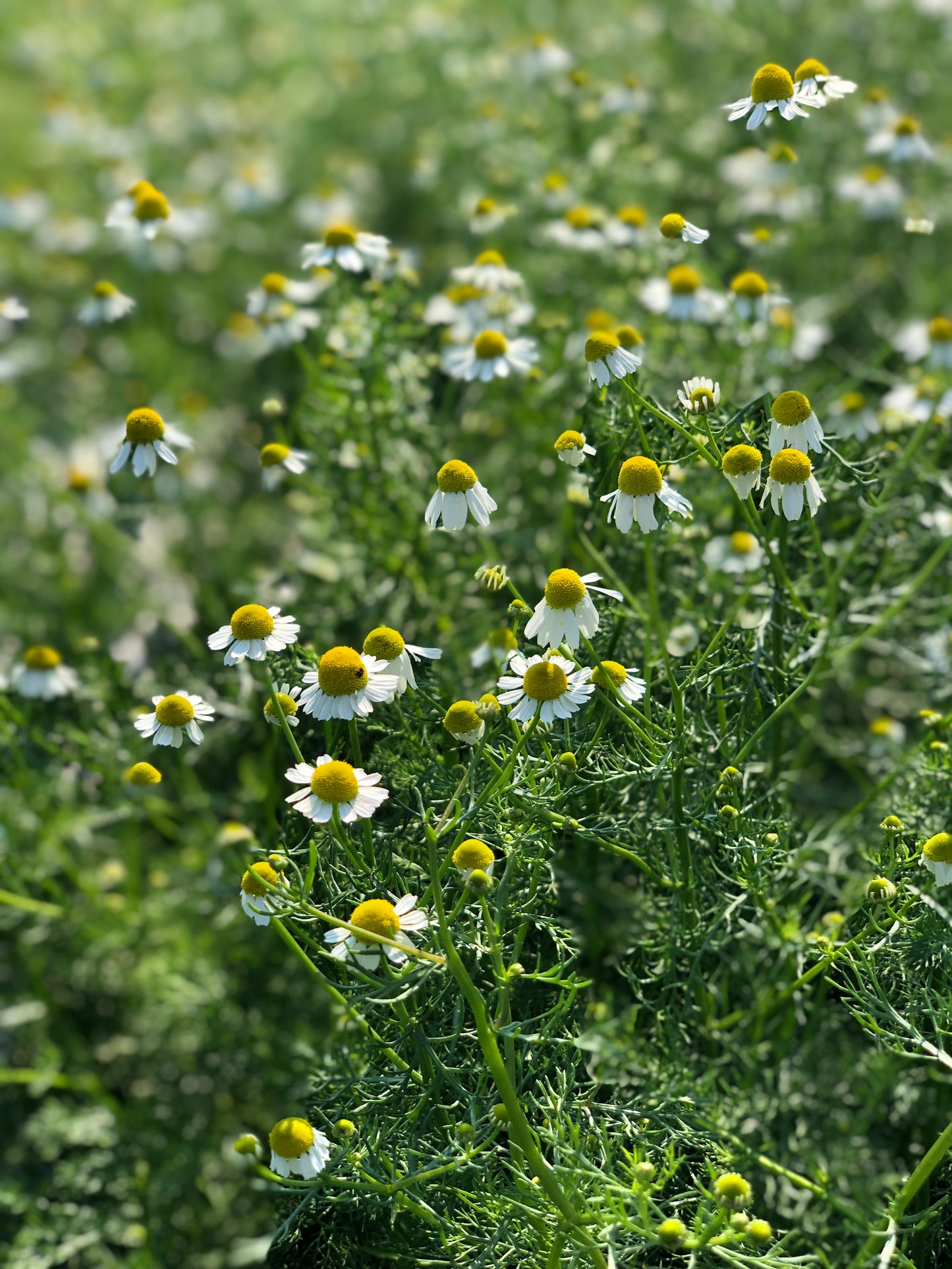 Herb, Chamomile