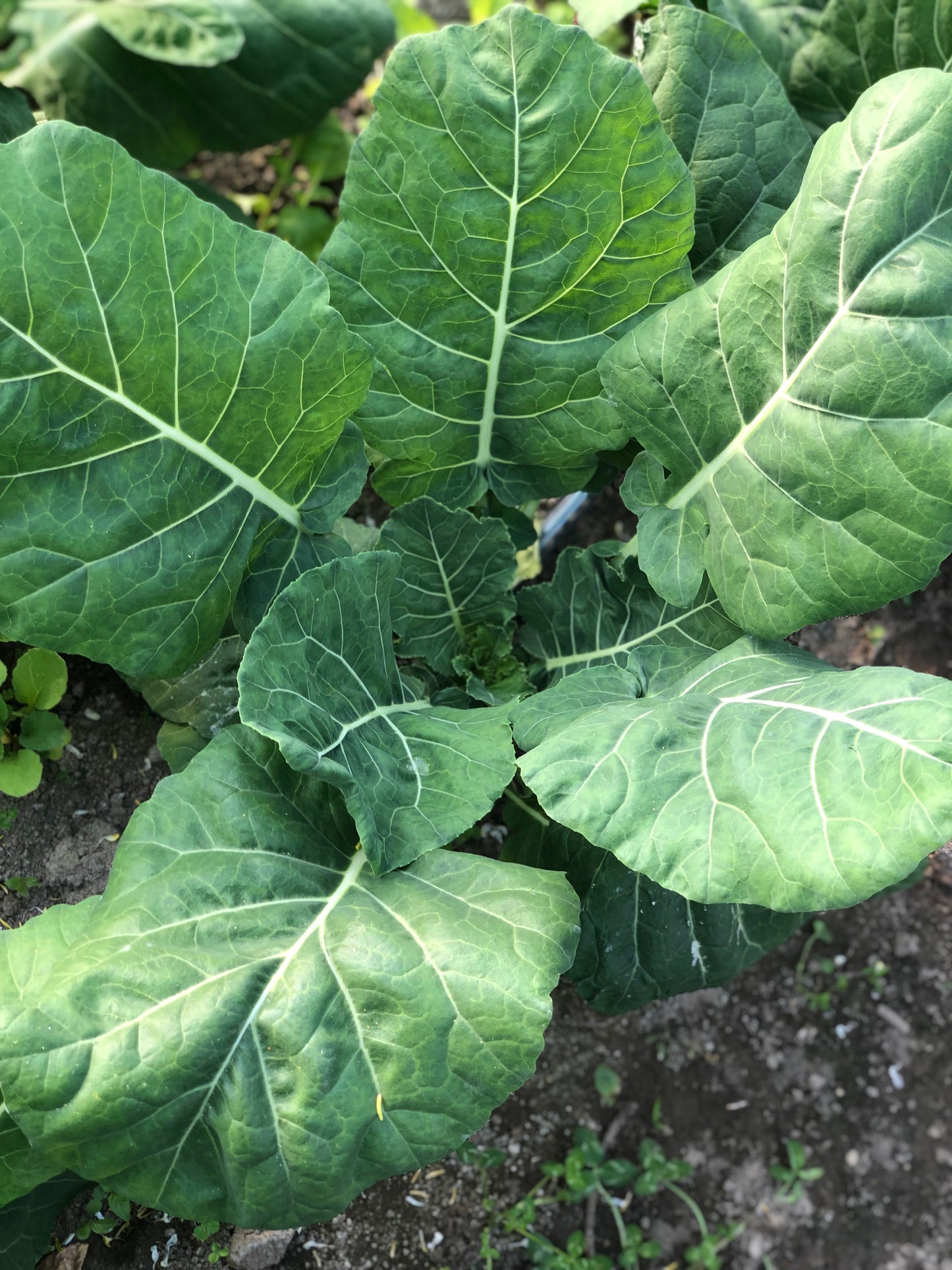 Collards, Champion