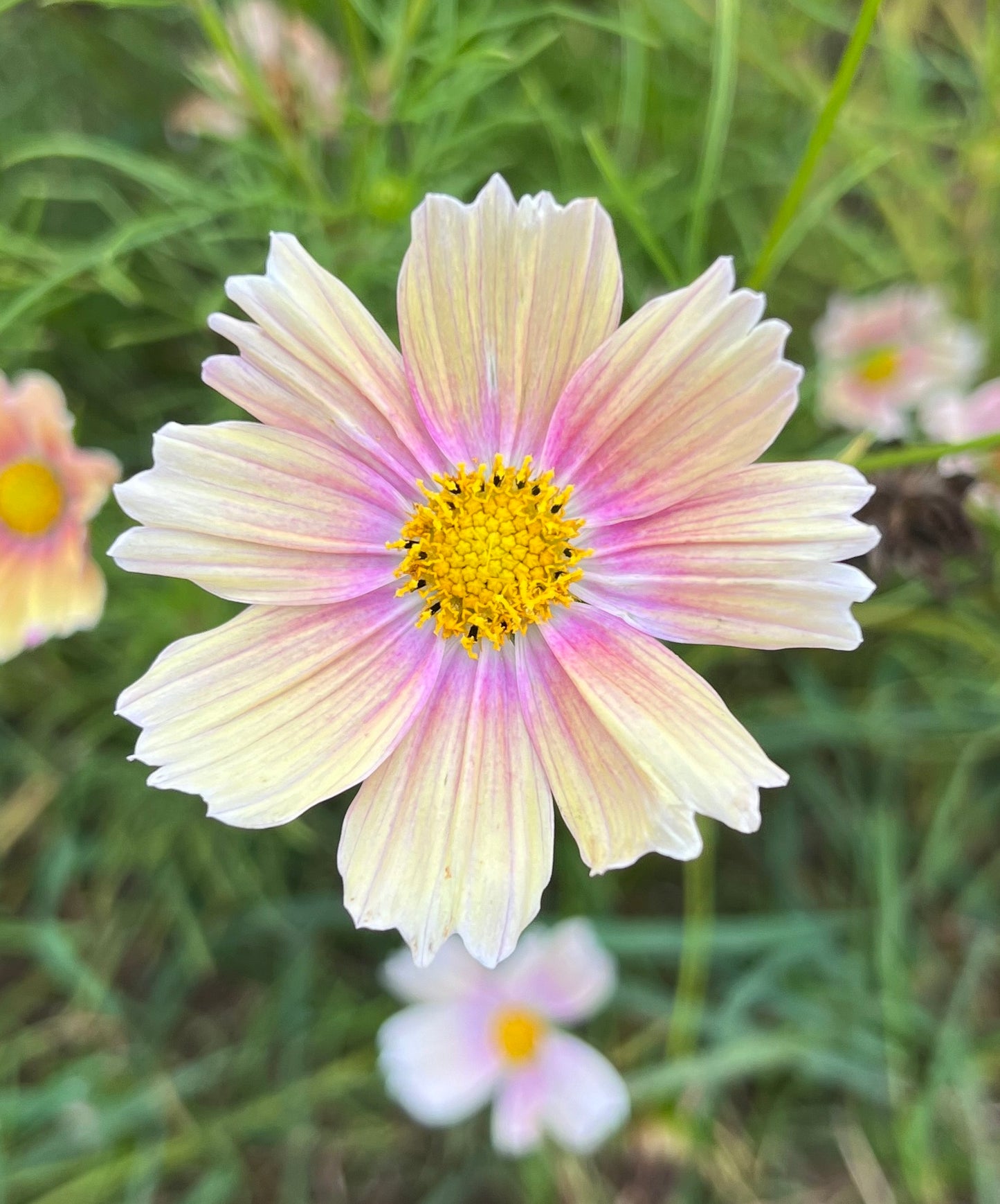 Flower, Apricot Lemonade Cosmos