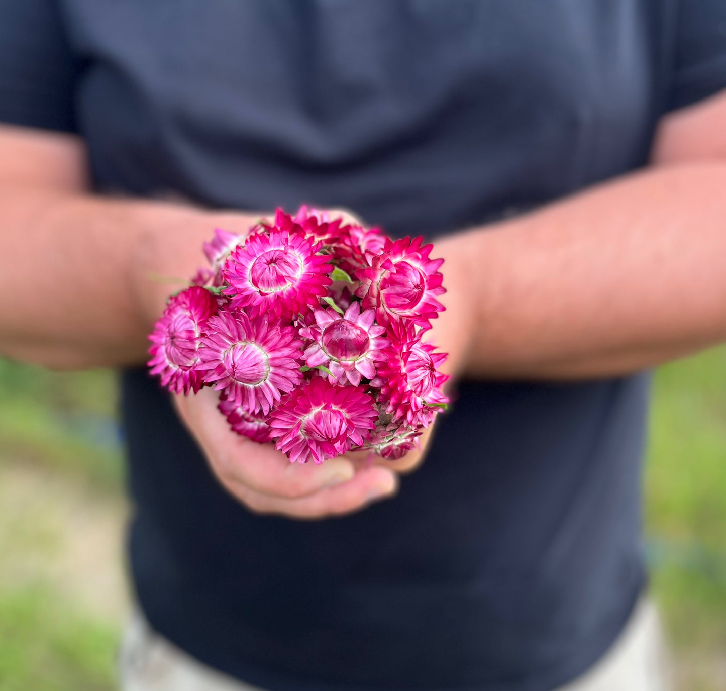 Cranberry Rose Strawflower
