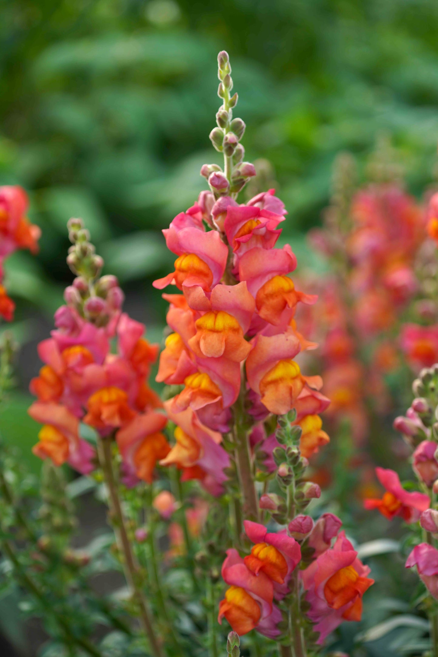 Flower, Dark Orange Snapdragon