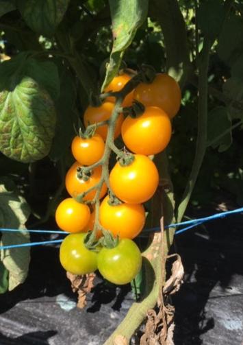 Tomates cerises Galina