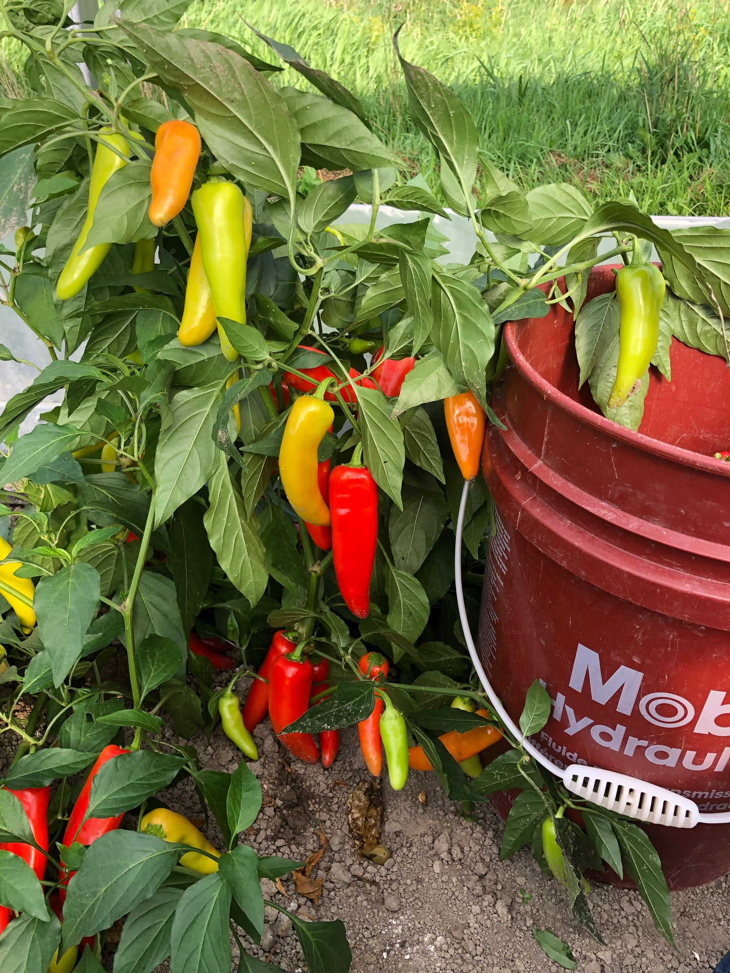 Hungarian Wax pepper