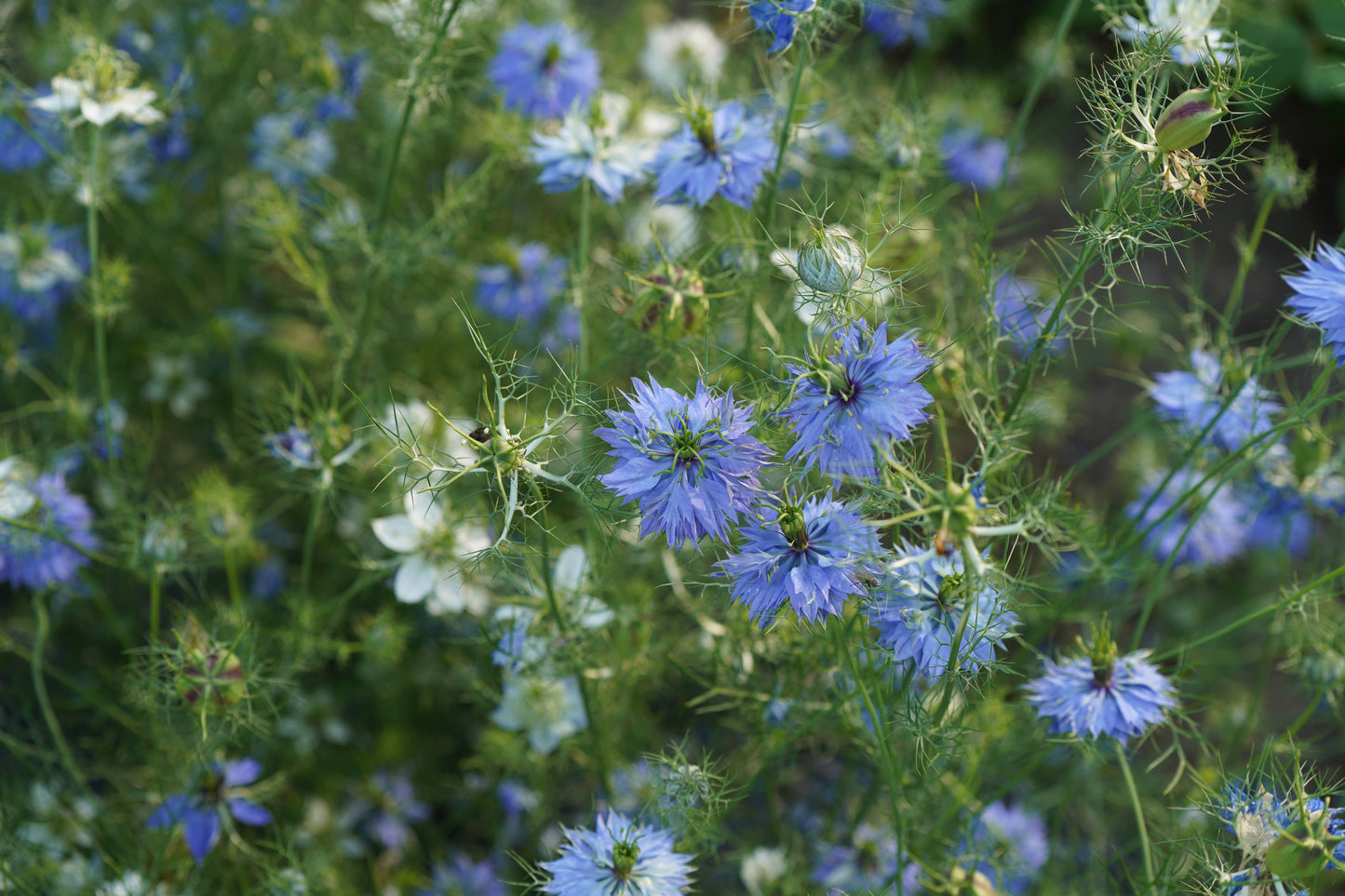 Flower, Love-in-a-mist Nigella
