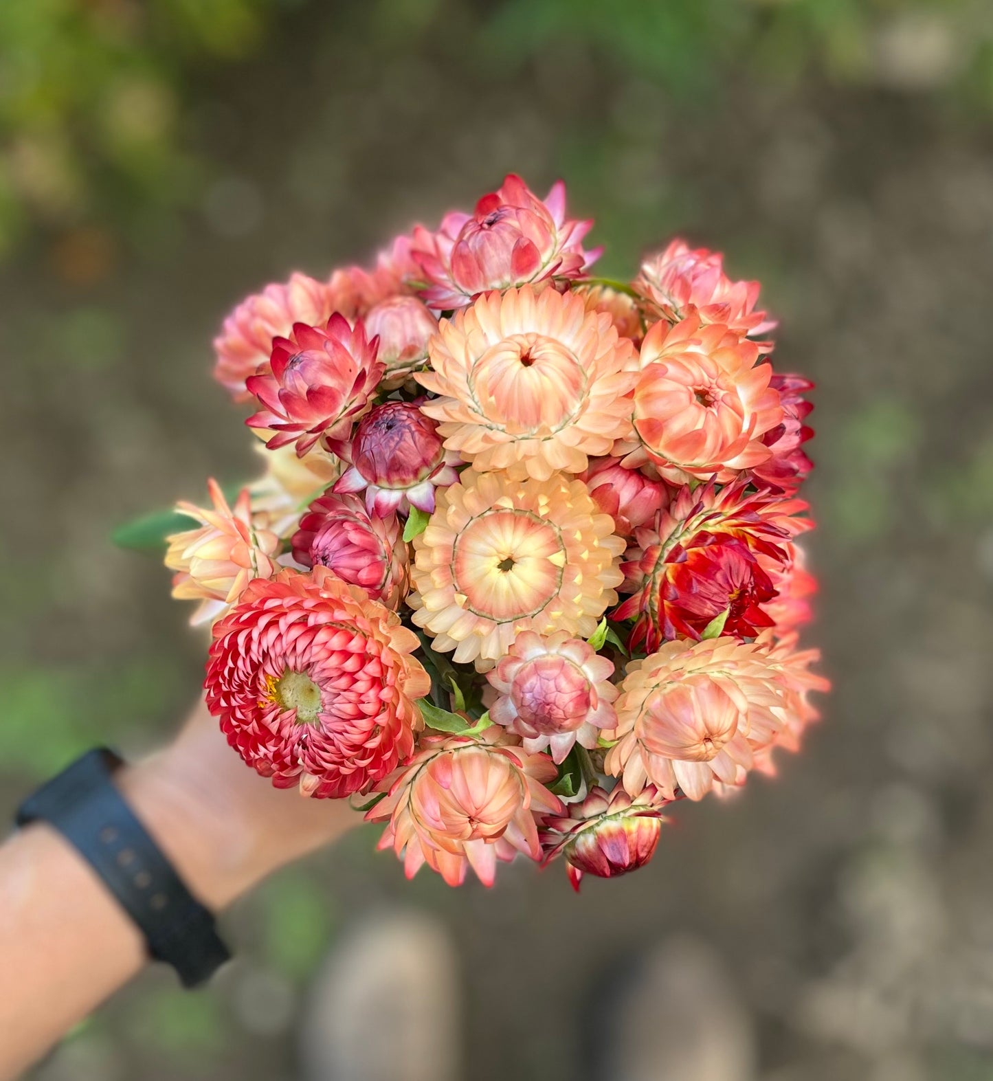 Flower, Lovely Mix Strawflower