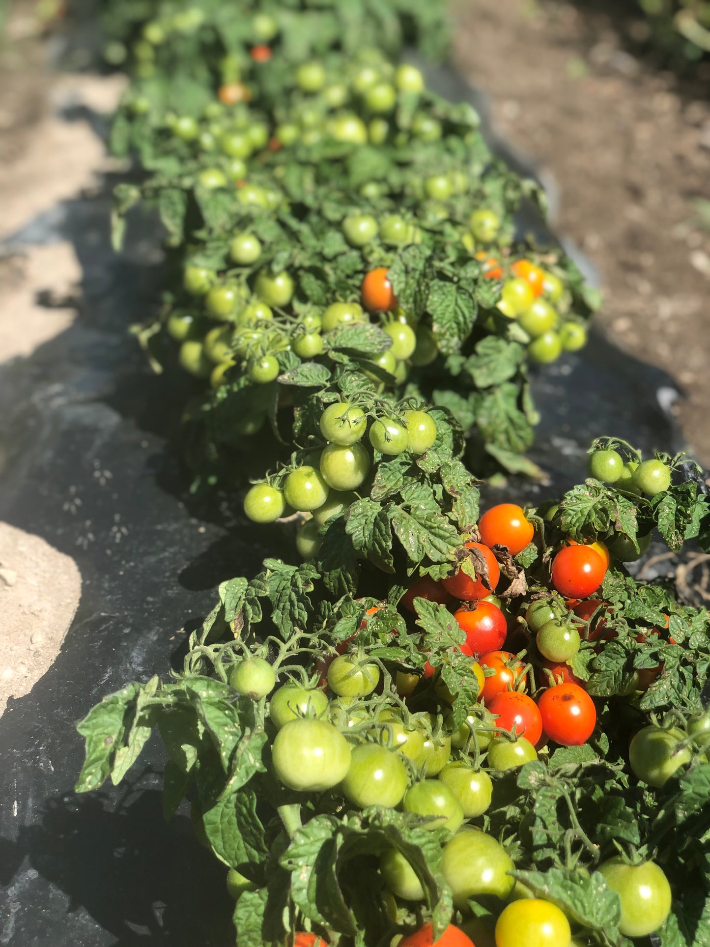 Tomato, Minibel Dwarf Cherry
