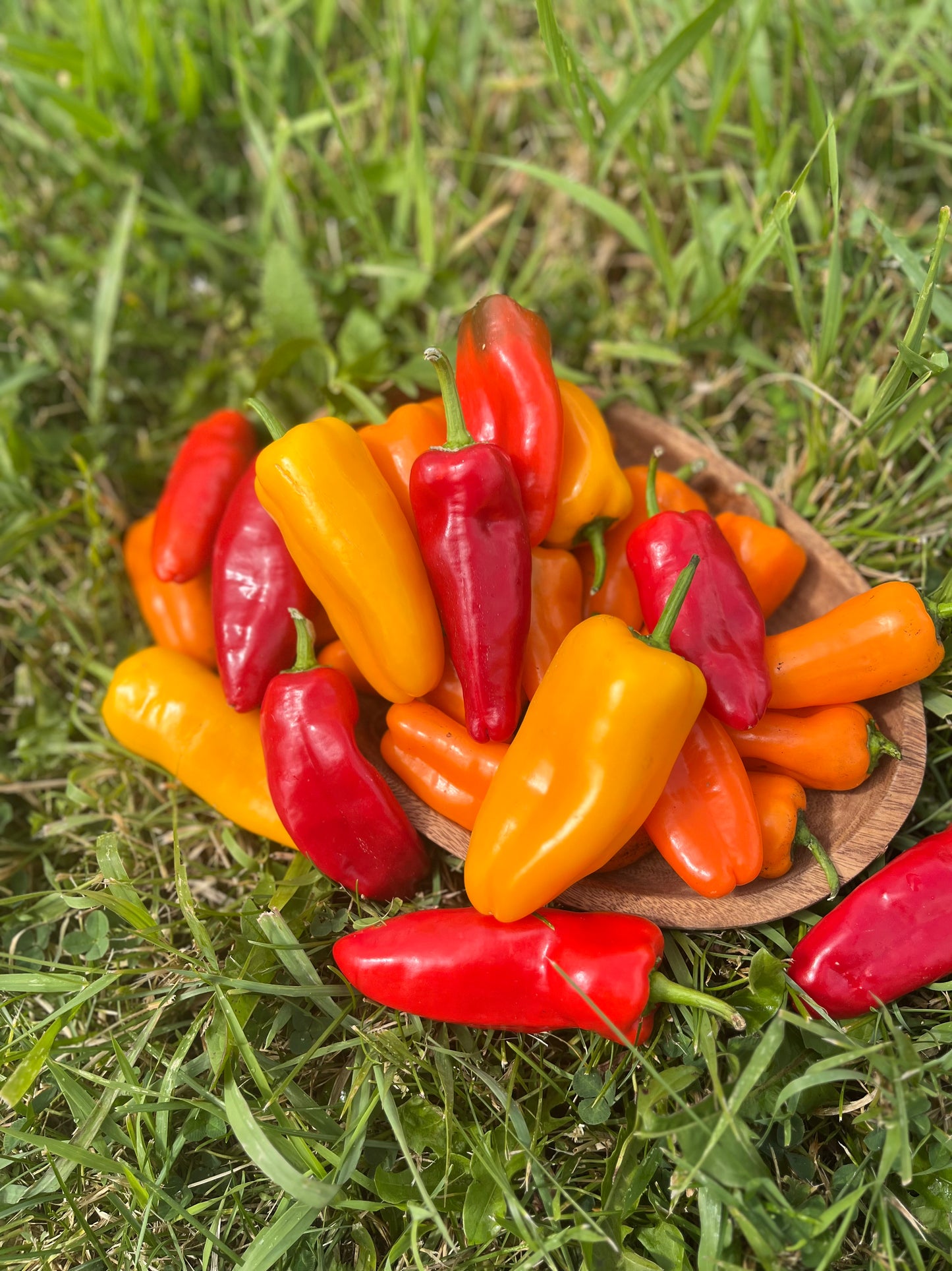 Picnic Snacking Peppers