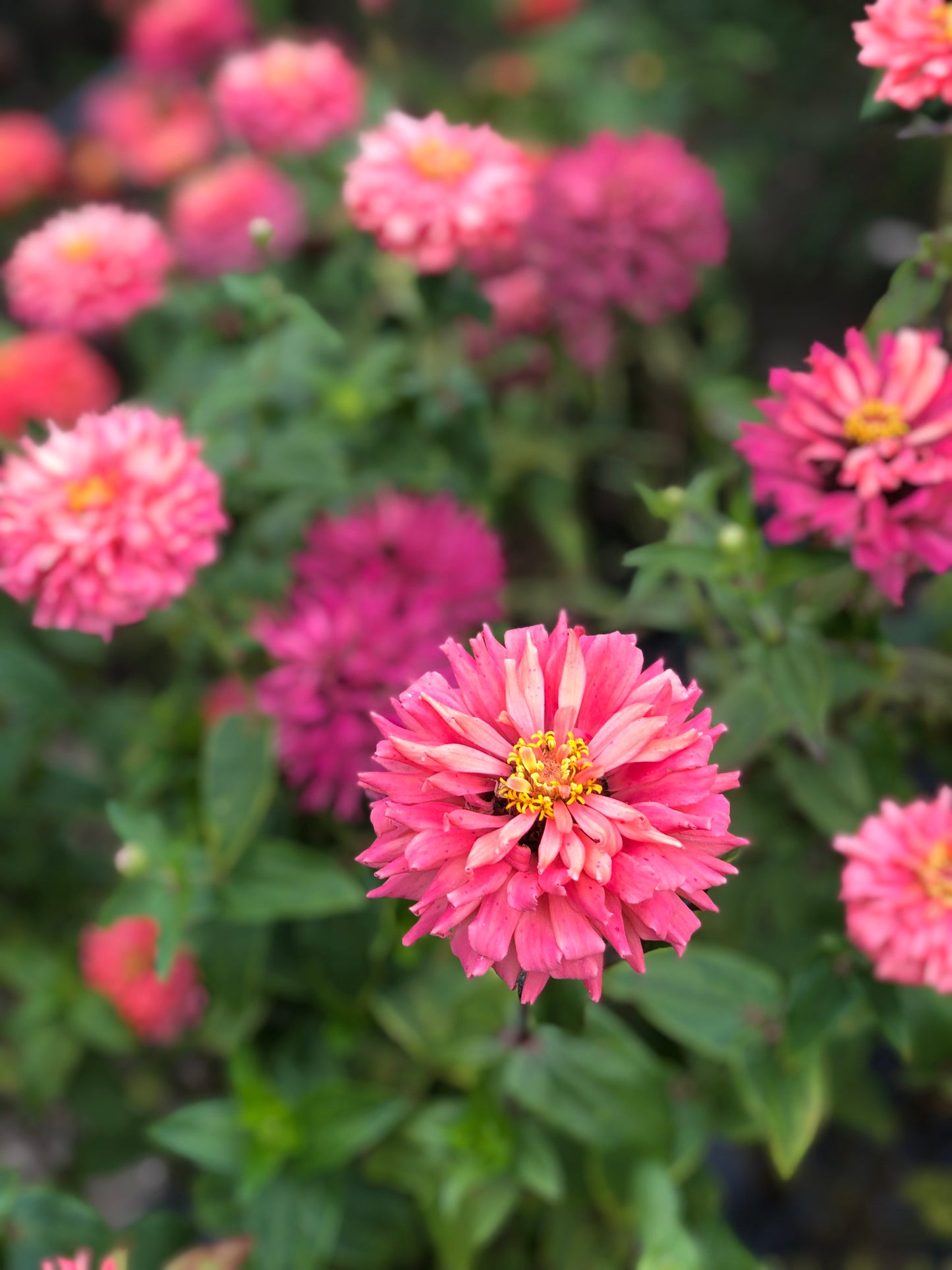 Flower, Pink Señorita Zinnia