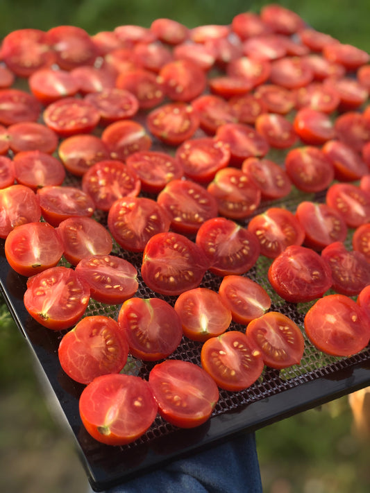 Tomate italienne Principe Borghese