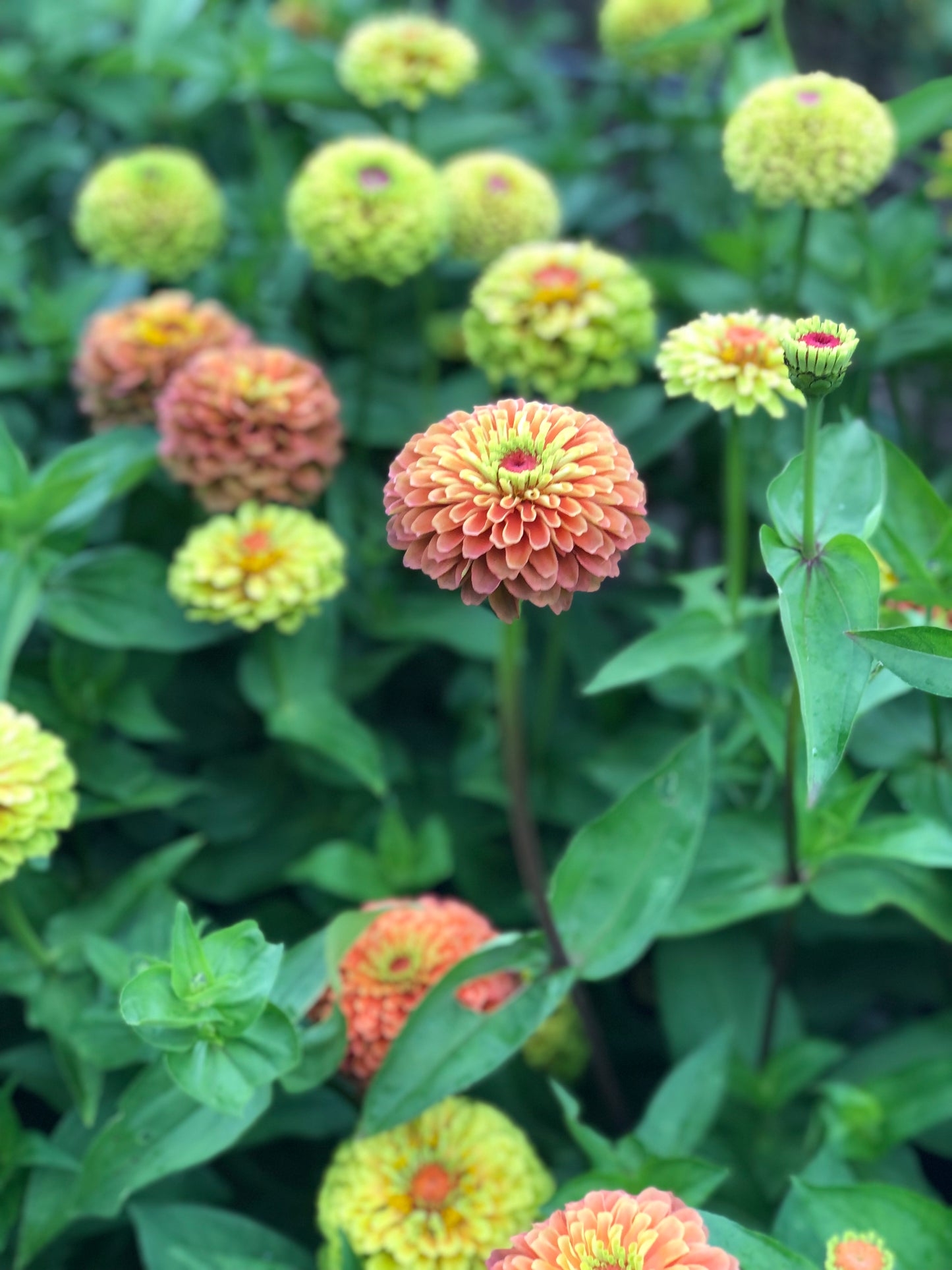 Flower, Queen Lime and Orange