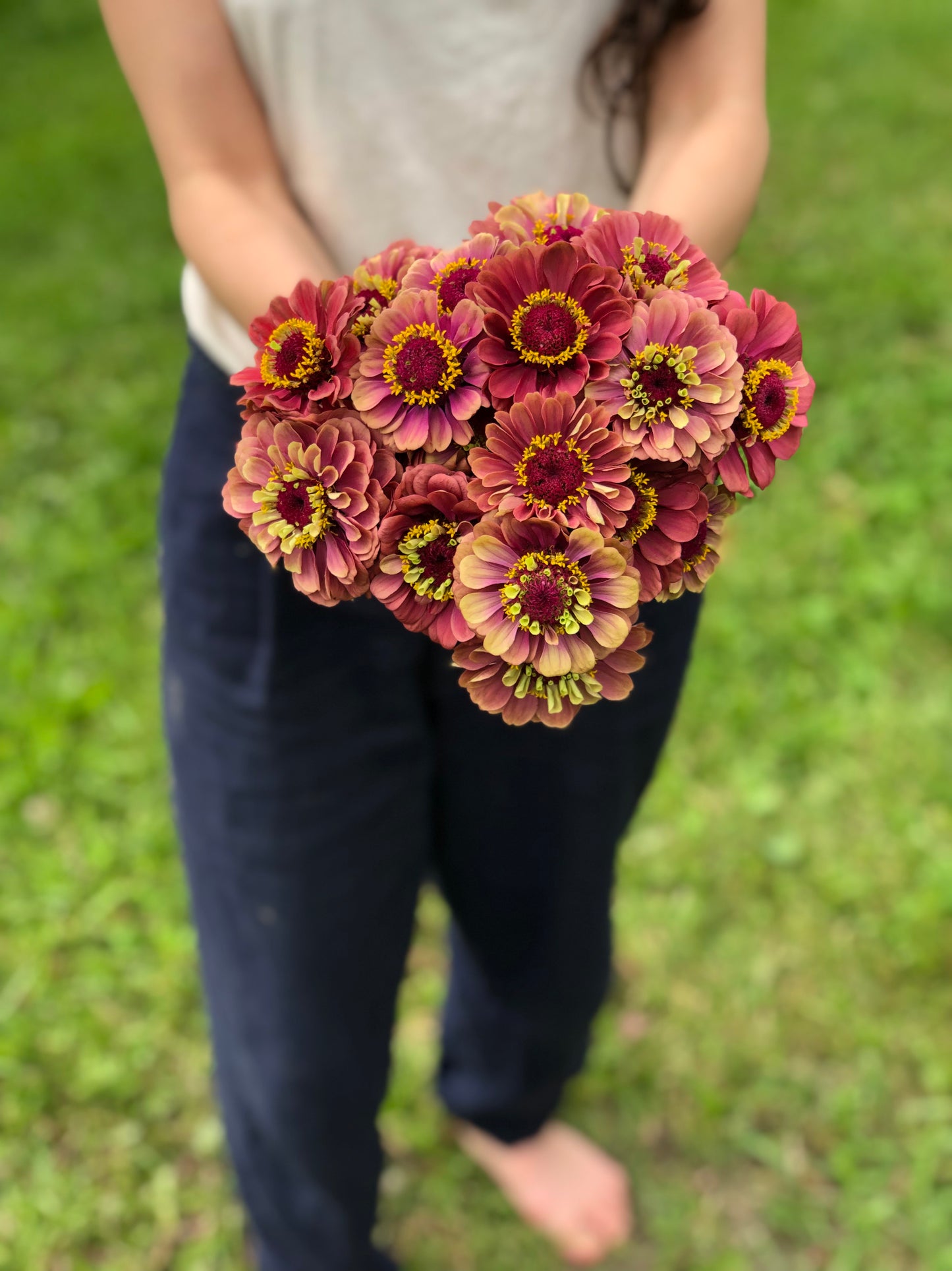 Flower, Queen Lime Red Zinnia