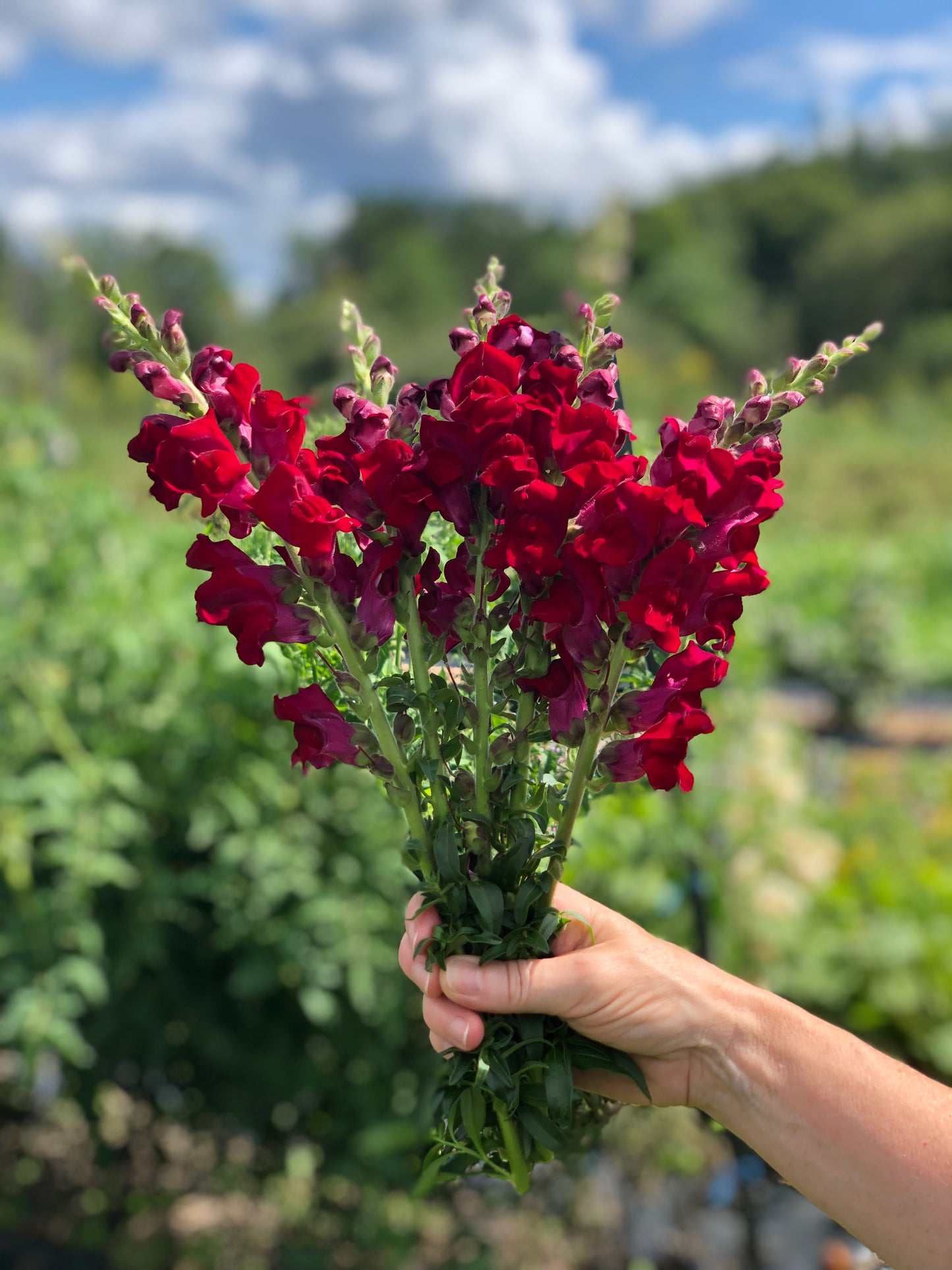 Flower, Red Velvet Snapdragon
