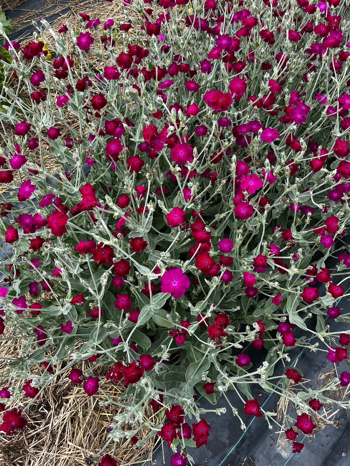 Flower, Rose Campion