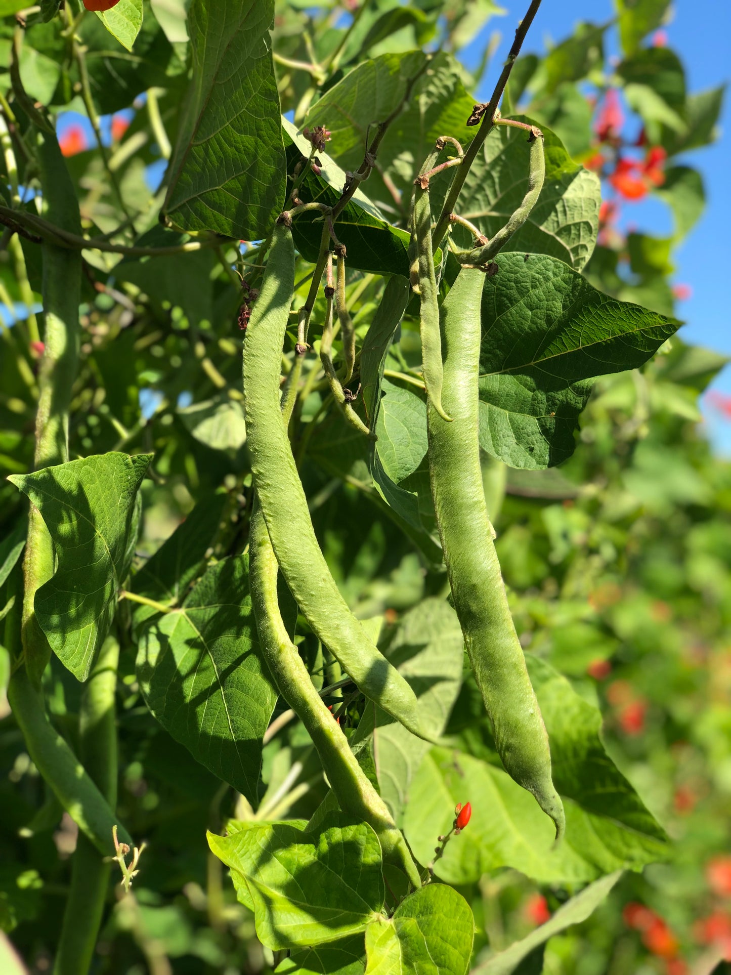 Bean, Scarlet Runner