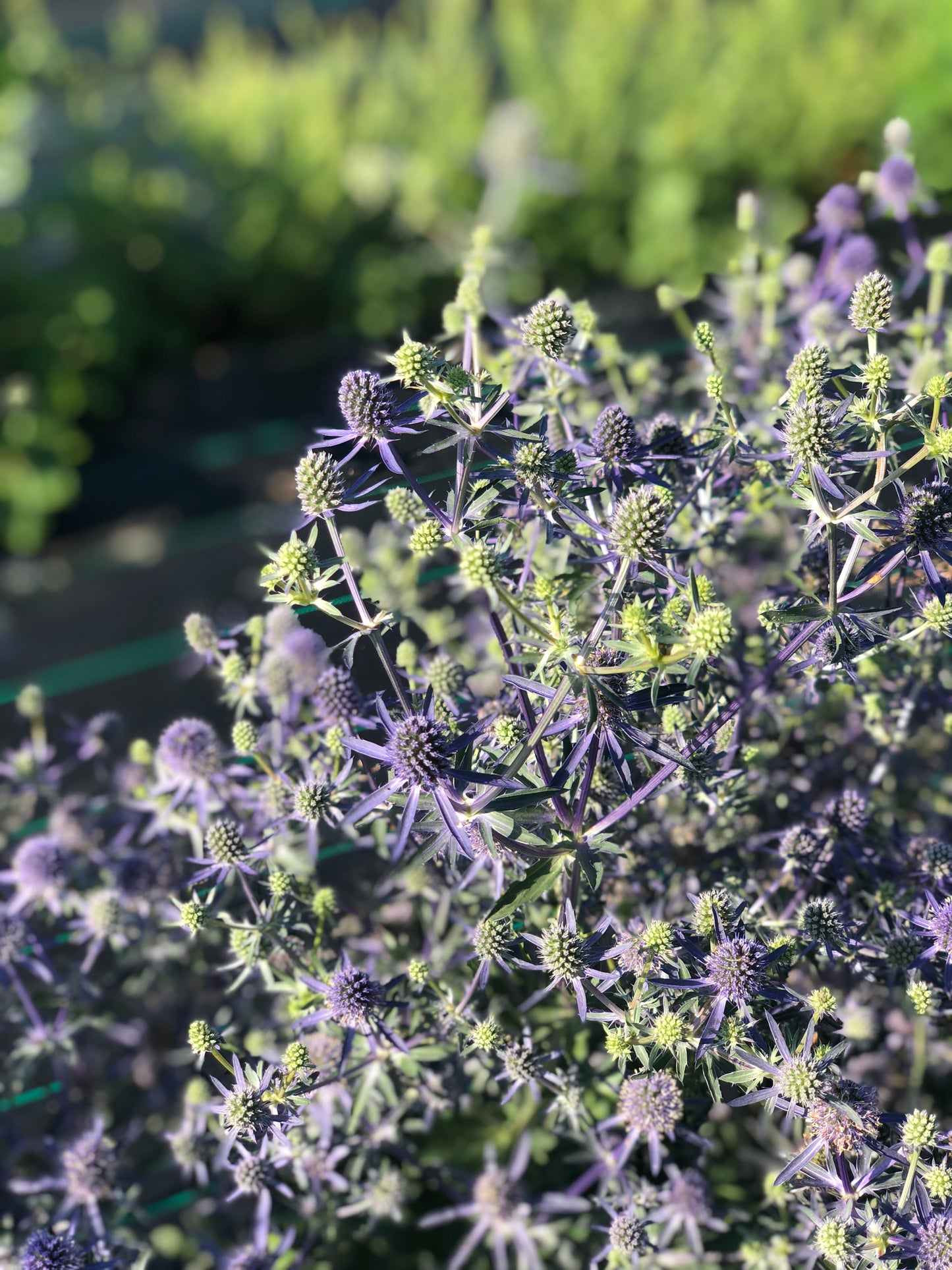 Flower, Sea Holly