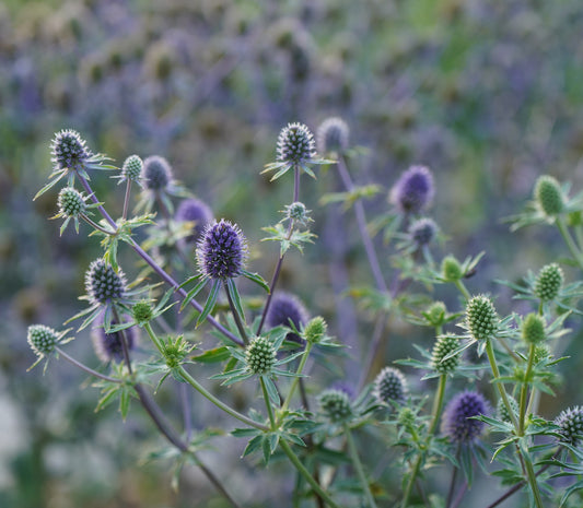 Flower, Sea Holly