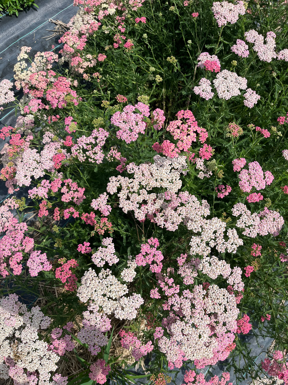Summer Berries Yarrow