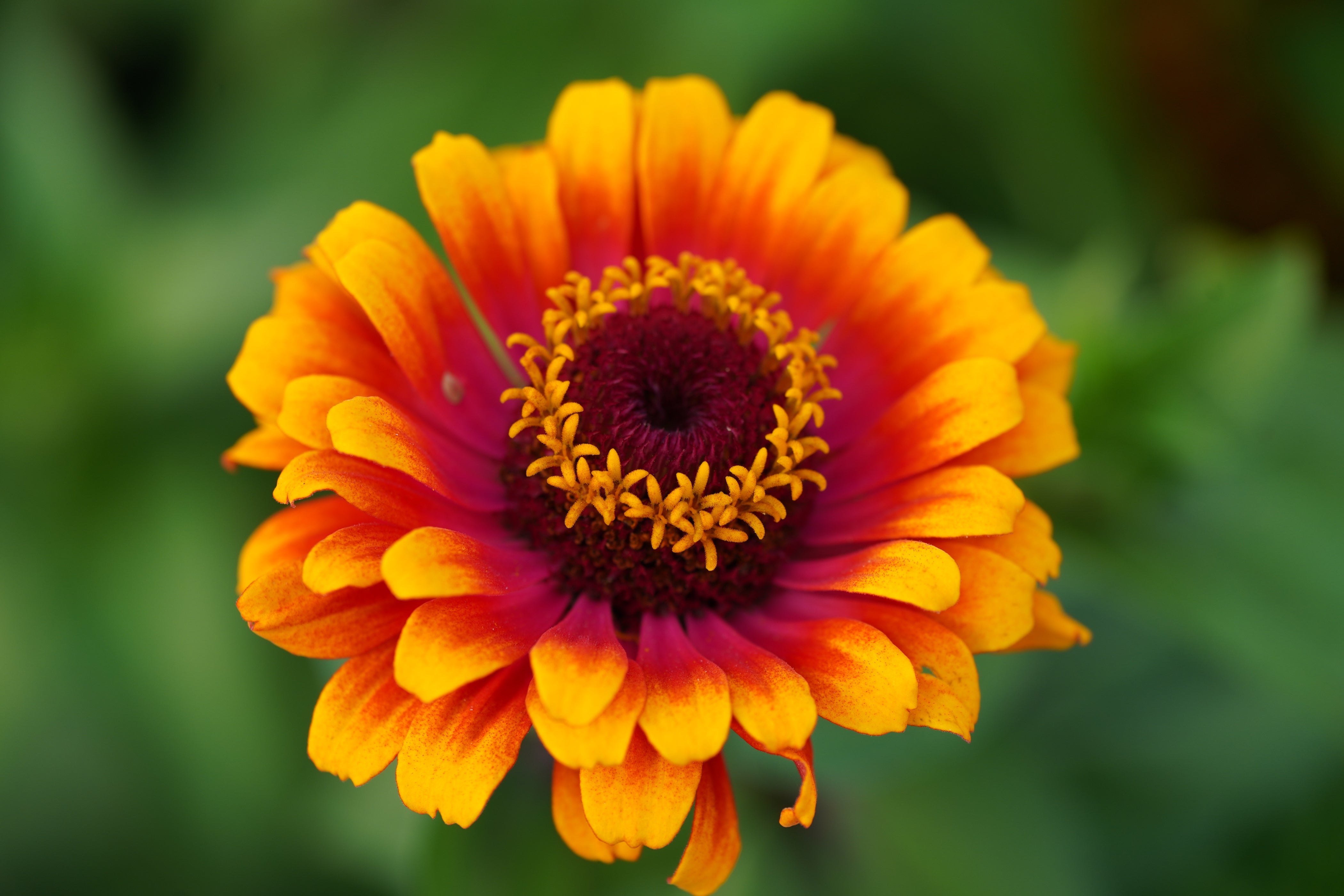 Flower, Zowie Zinnia – Northern Seeds