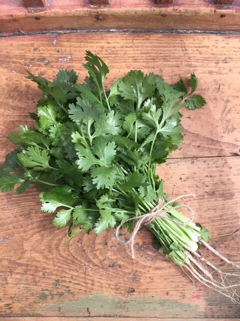 organic santo cilantro seeds