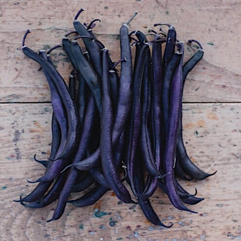 royal burgundy organic bush bean seeds