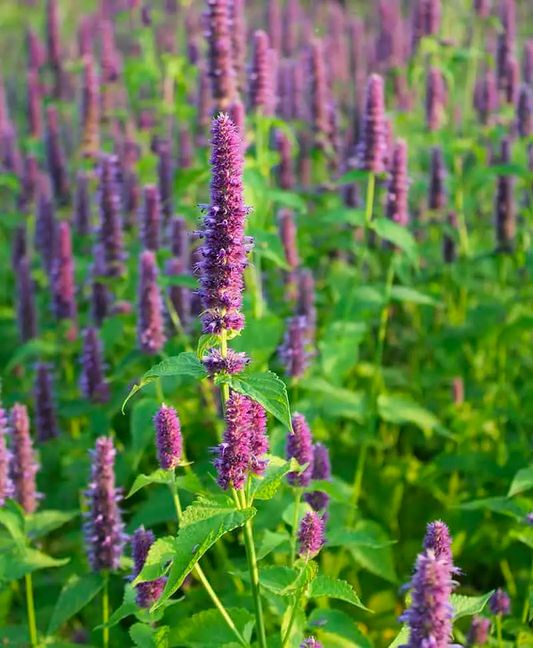 Organic anise hyssop perennial herb seeds