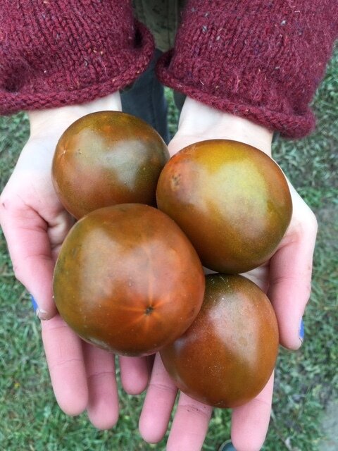 organic black prince tomatoes