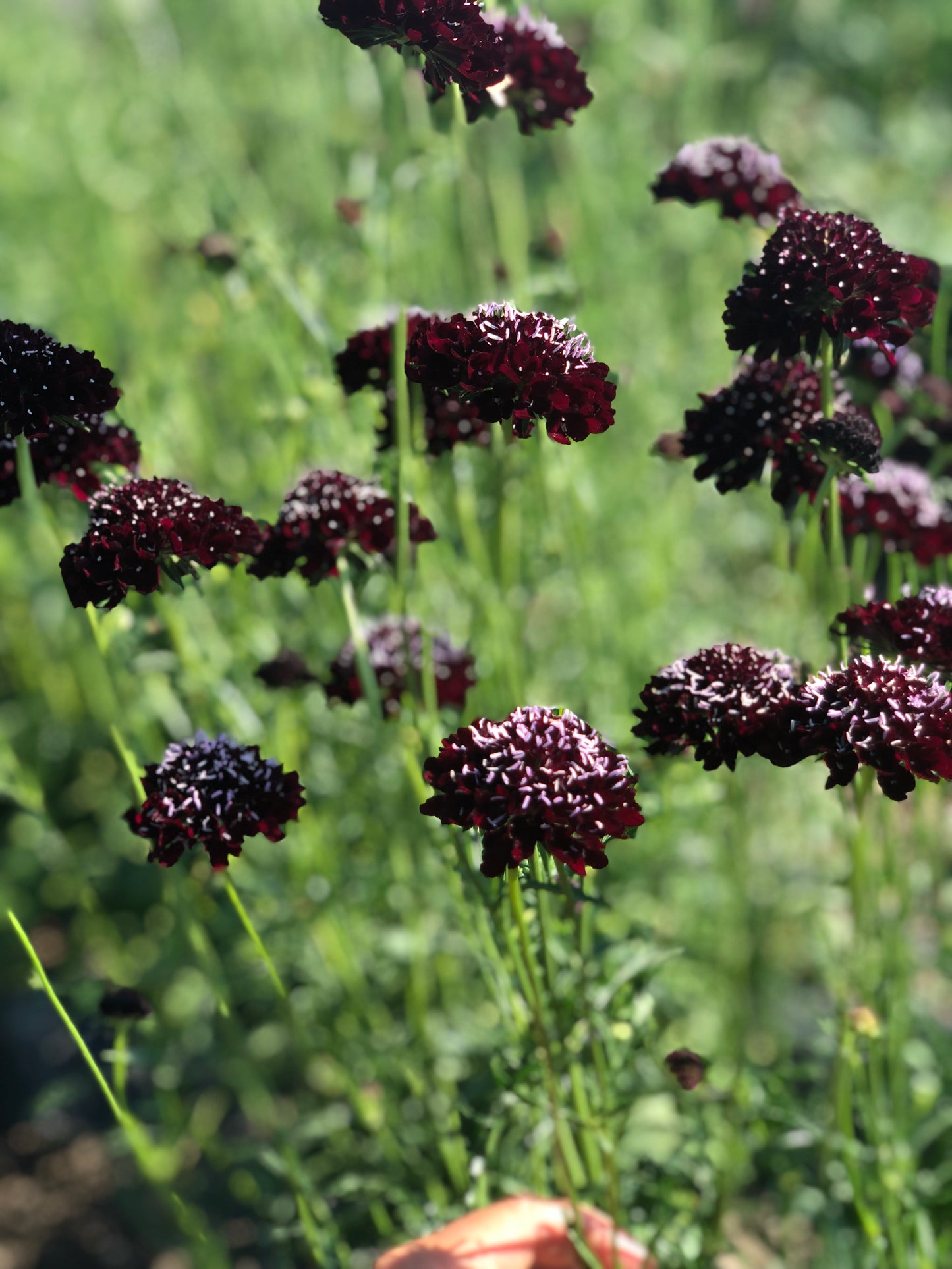 black knight pincushion scabiosa flower seeds
