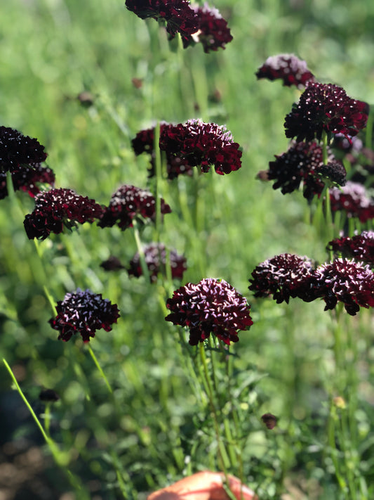 black knight pincushion scabiosa flower seeds