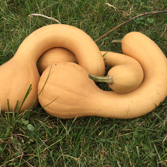 organic Canada crookneck winter squash