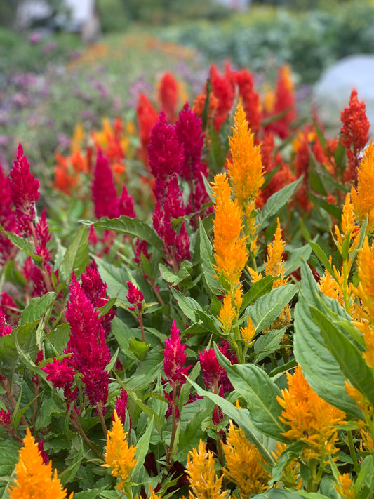 Flower, Century Mix Celosia