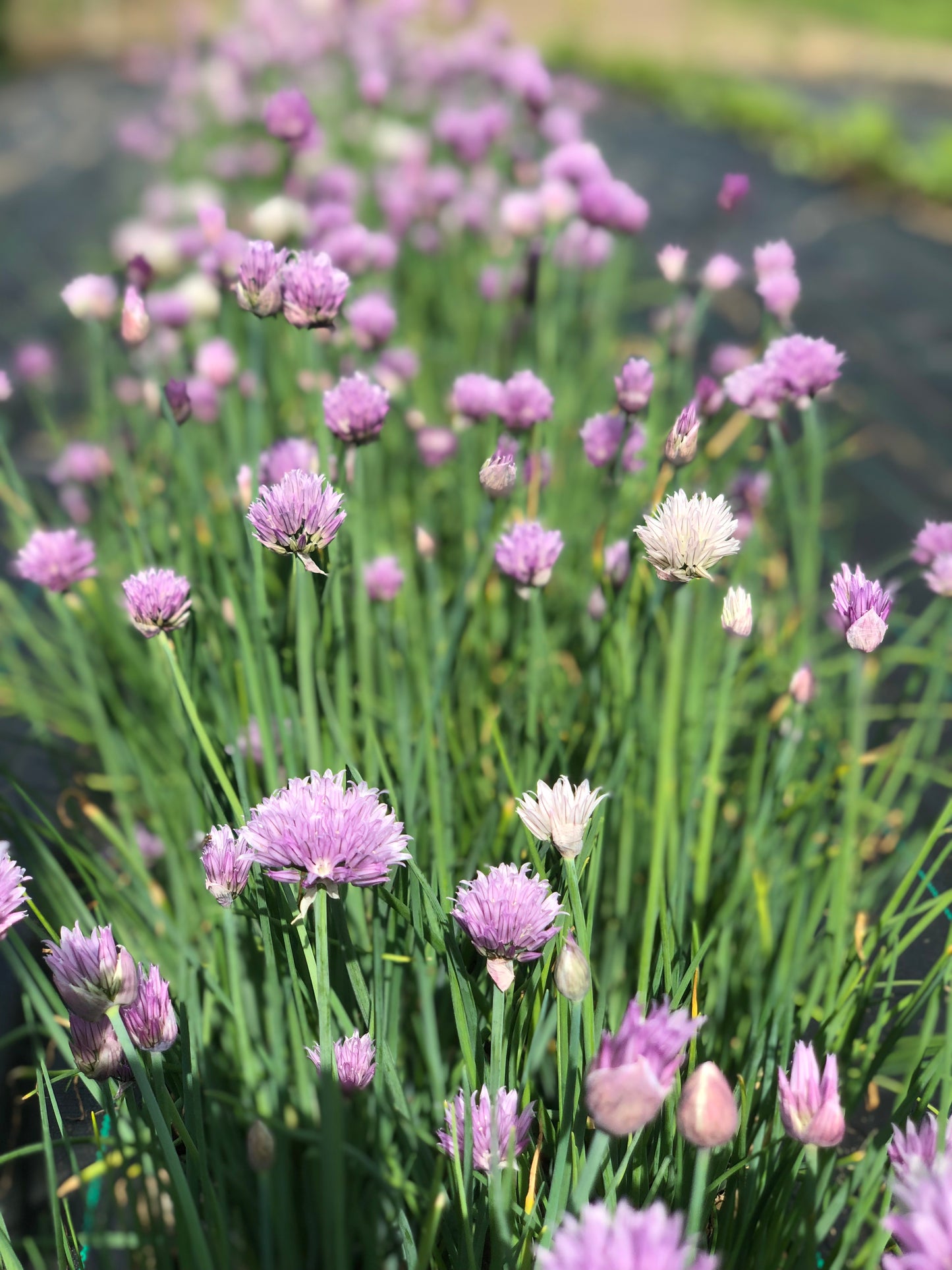 organic chive seeds